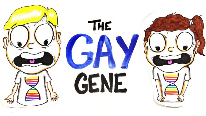 Does Everybody Have A Gay Gene