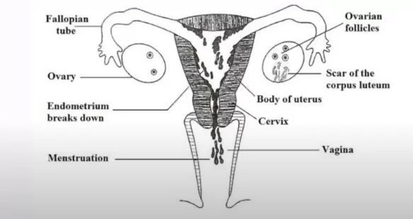 How Periods Occur in Women menstruation process