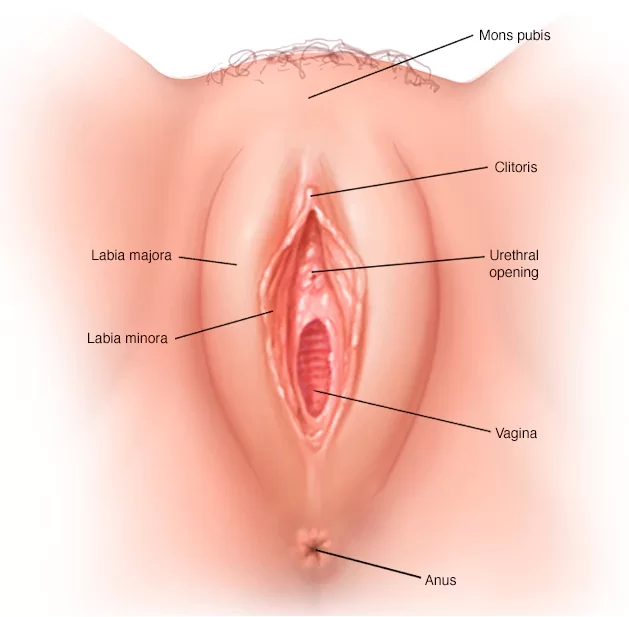 Female Reproductive System Vagina 