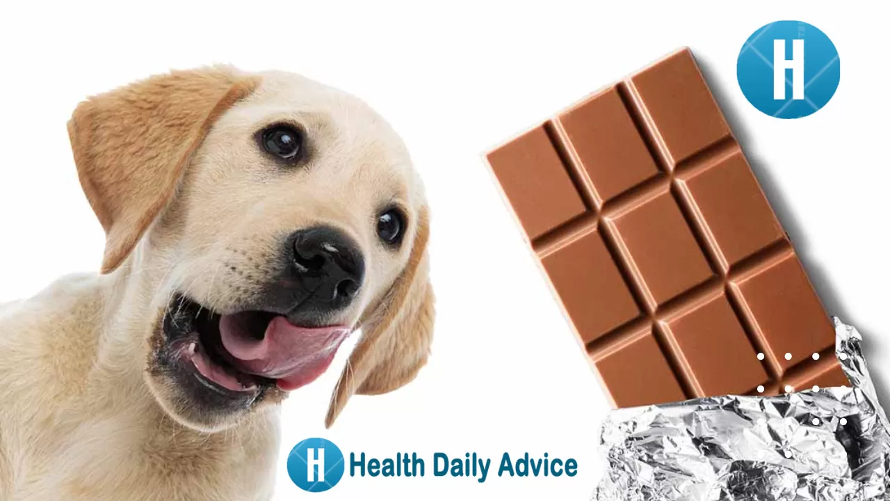 Is Chocolate Bad for Dogs