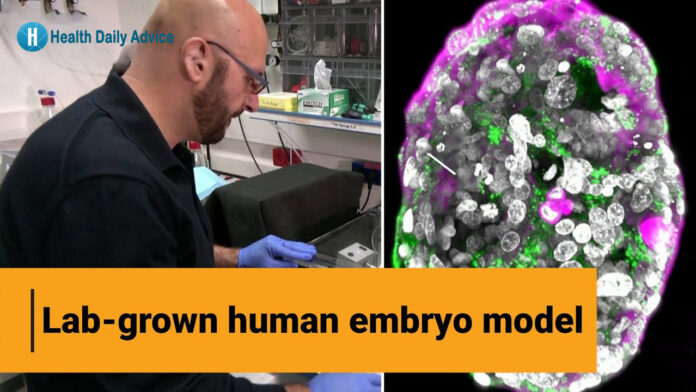 Model of Human Embryo