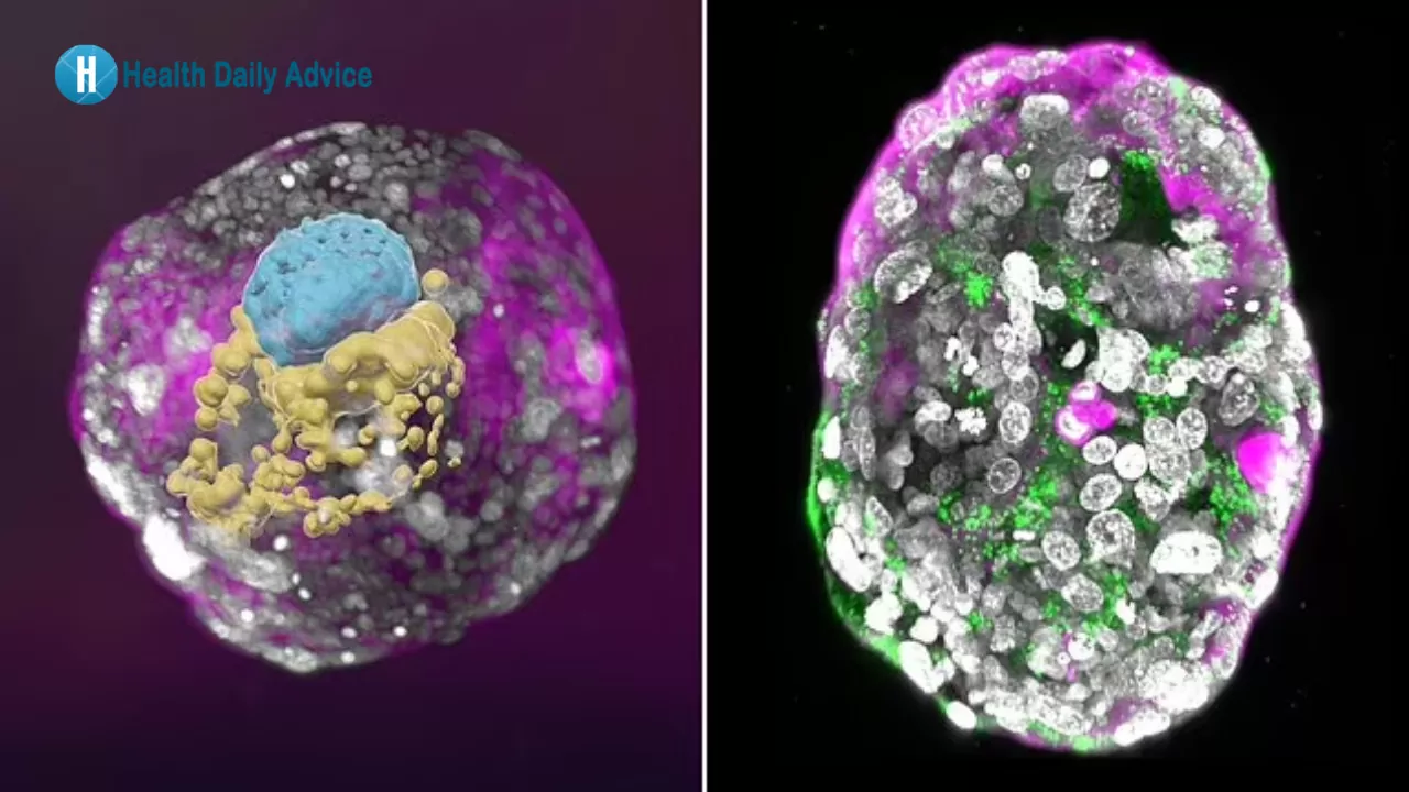 Scientists Grow Whole Model of Human Embryo