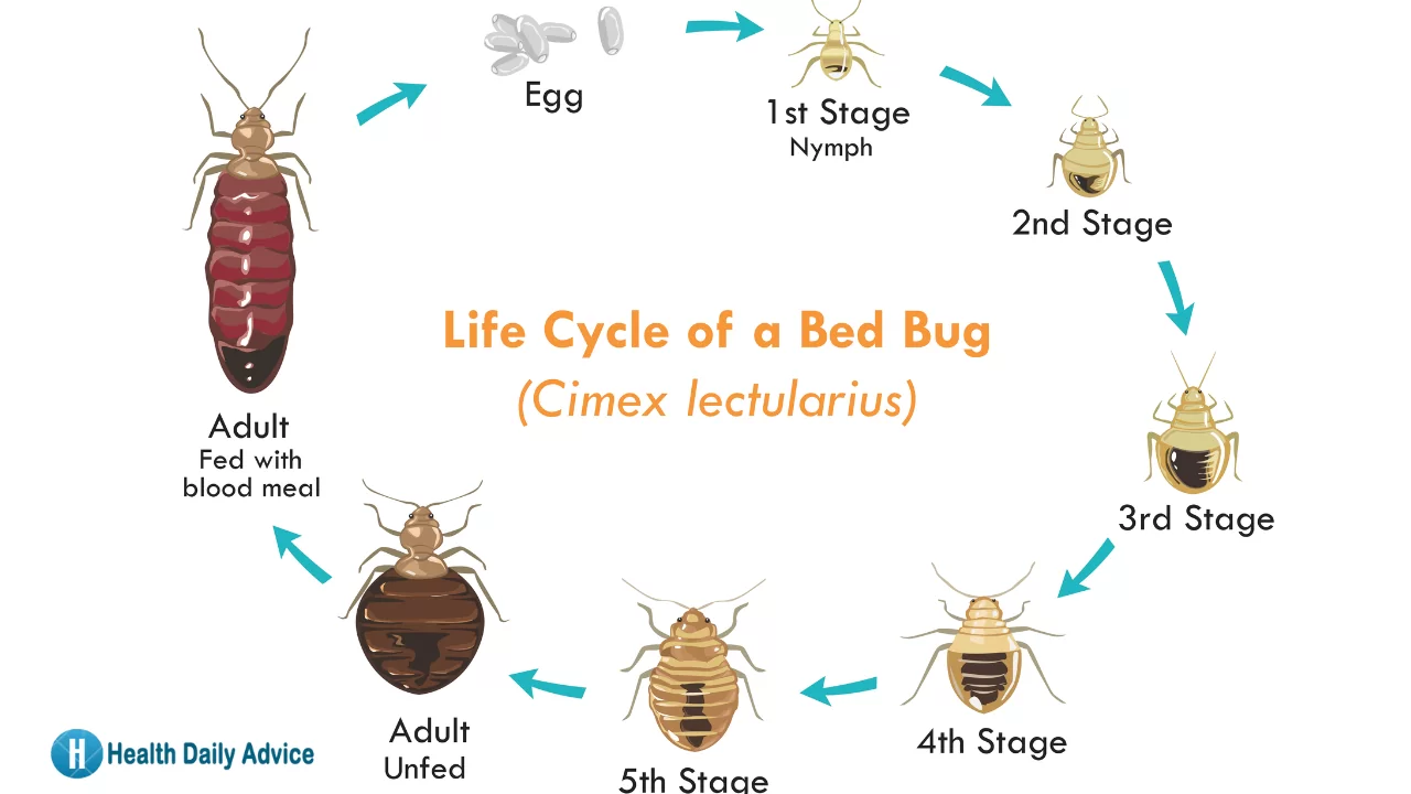 How to Prevent Bedbug Infestations
