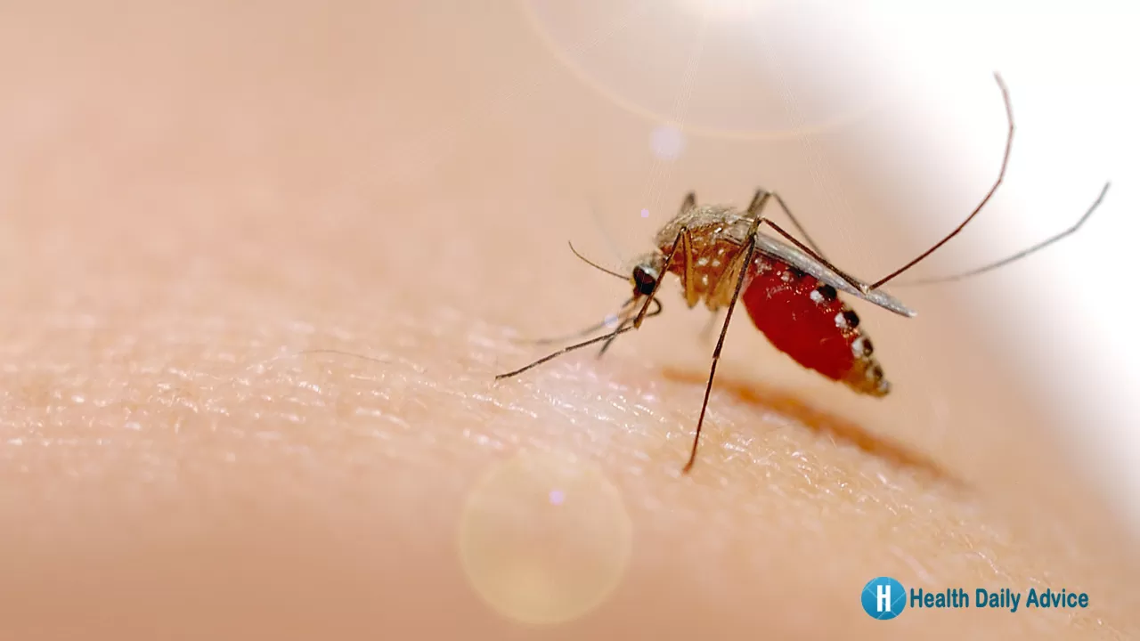 Mosquito-Borne Illness Symptoms